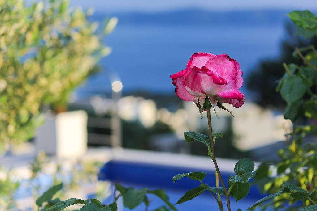 Villa Levanda Makarska Dış mekan fotoğraf